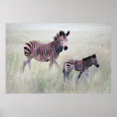 Zebra moeder en baby poster (Voorkant)