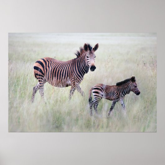 Zebra moeder en baby poster (Voorkant)
