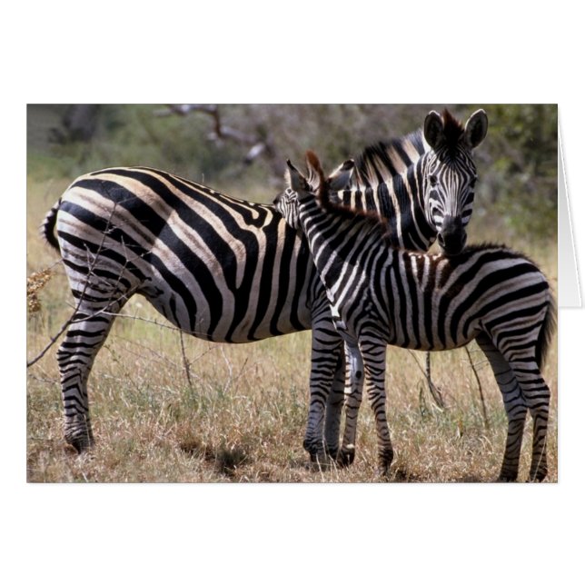 Zebra Moeder en Foal (Voorkant Horizontaal)