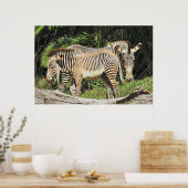 Zebra Moeder & Veulen 36 x 24 Foto Poster (Keuken)