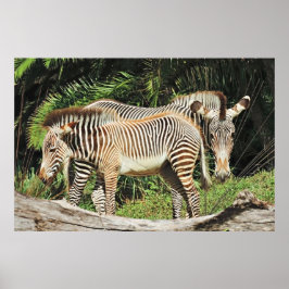 Zebra Moeder & Veulen 36 x 24 Foto Poster
