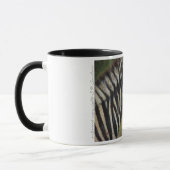 Zebra Mok (Links)