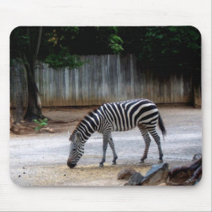 Zebra Muismat