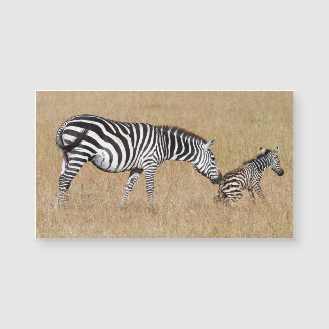 Zebra na bevalling (Voorkant)