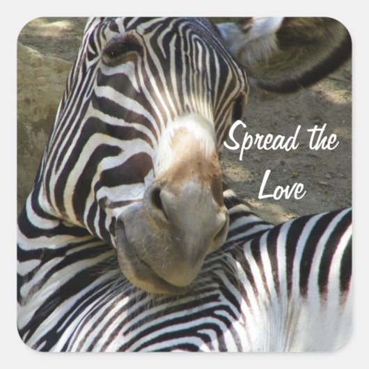 Zebra, om het even welke Occasies_ Vierkante Sticker (Voorkant)