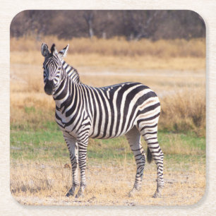 Zebra-onderzetter Kartonnen Onderzetters