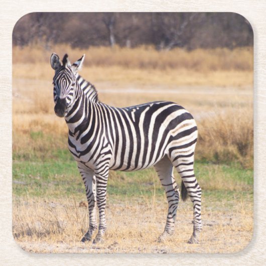 Zebra-onderzetter Kartonnen Onderzetters (Voorkant)