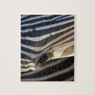 Zebra Oog Puzzel