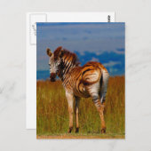 Zebra op de berg briefkaart (Voorkant / Achterkant)