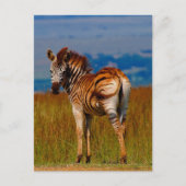 Zebra op de berg briefkaart (Voorkant)