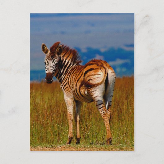 Zebra op de berg briefkaart (Voorkant)