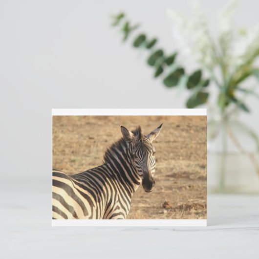 Zebra op de Savannah Briefkaart (Staand voorkant)