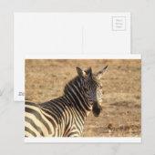 Zebra op de Savannah Briefkaart (Voorkant / Achterkant)