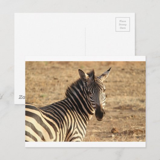 Zebra op de Savannah Briefkaart (Voorkant / Achterkant)