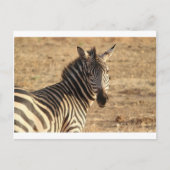 Zebra op de Savannah Briefkaart (Voorkant)