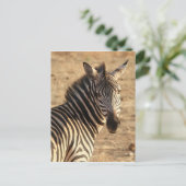Zebra op de savanne briefkaart (Staand voorkant)