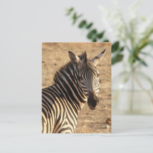 Zebra op de savanne briefkaart (Staand voorkant)