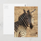 Zebra op de savanne briefkaart (Voorkant / Achterkant)