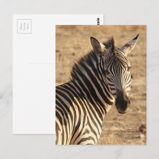 Zebra op de savanne briefkaart (Voorkant / Achterkant)