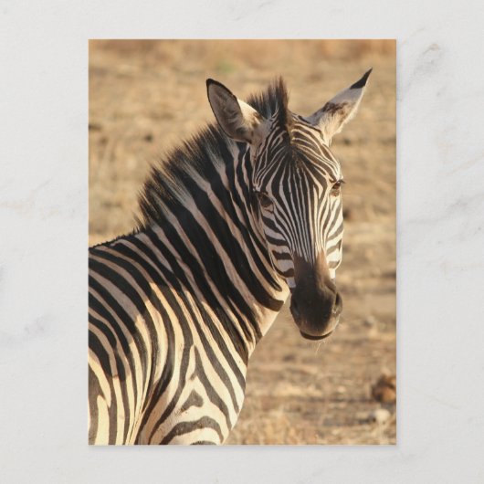 Zebra op de savanne briefkaart (Voorkant)