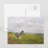 Zebra op het platteland, Zuid-Afrika Briefkaart (Voorkant / Achterkant)