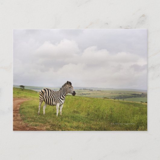 Zebra op het platteland, Zuid-Afrika Briefkaart (Voorkant)