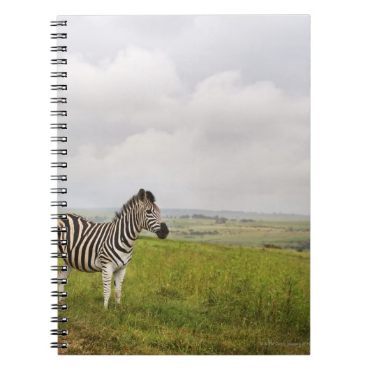Zebra op het platteland, Zuid-Afrika Notitieboek (Voorkant)