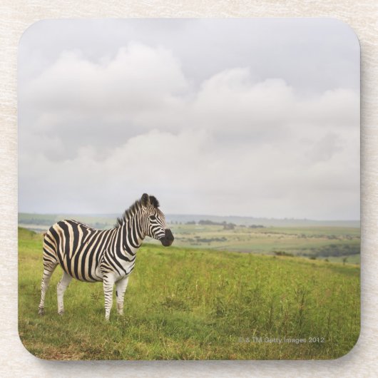Zebra op het platteland, Zuid-Afrika Onderzetter (Voorkant)