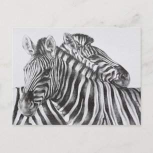 Zebra Original Pencil Drawing Briefkaart