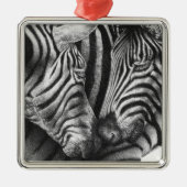 Zebra Ornament (Voorkant)
