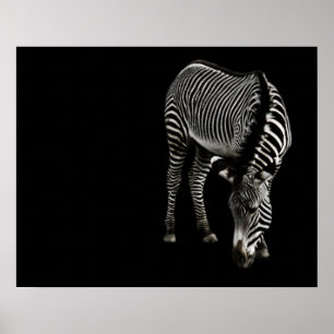 Zebra P4435 Afdruk Poster