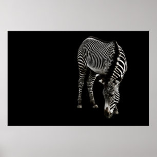 Zebra P4435 Afdrukken Poster