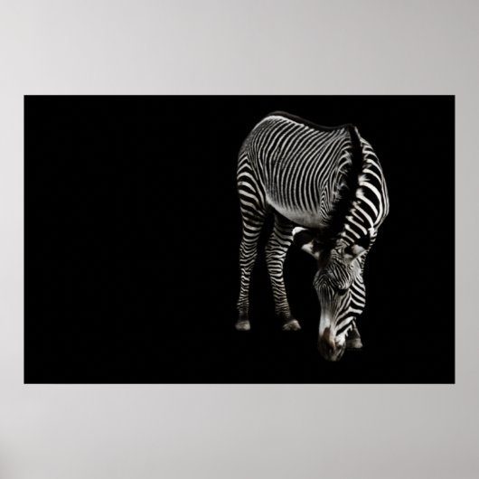 Zebra P4435 Afdrukken Poster (Voorkant)