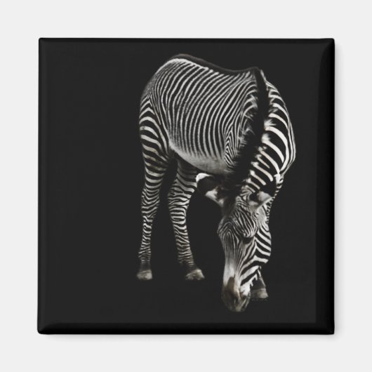 Zebra P4435 Magnet (Voorkant)