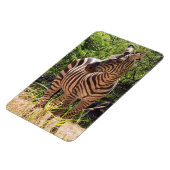 Zebra Photo Magnet Magneet (Linkerzijde)