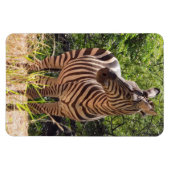 Zebra Photo Magnet Magneet (Horizontaal)