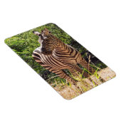 Zebra Photo Magnet Magneet (Rechterzijde)