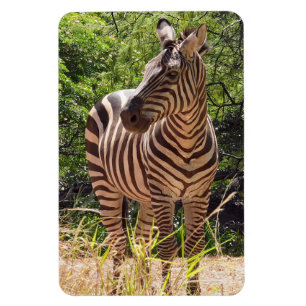 Zebra Photo Magnet Magneet