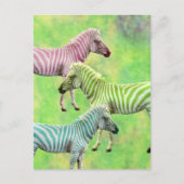 Zebra Pink Blue Green Briefkaart (Voorkant)