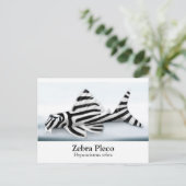 Zebra Pleco Briefkaart (Staand voorkant)