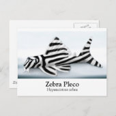 Zebra Pleco Briefkaart (Voorkant / Achterkant)
