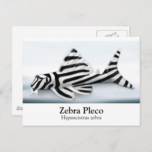 Zebra Pleco Briefkaart (Voorkant / Achterkant)