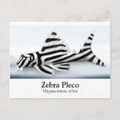 Zebra Pleco Briefkaart (Voorkant)