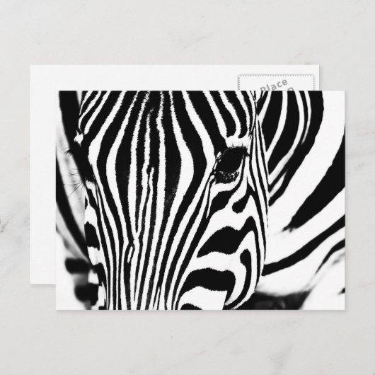Zebra portret zwart-wit briefkaart (Voorkant / Achterkant)