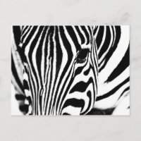 Zebra portret zwart-wit