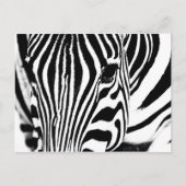 Zebra portret zwart-wit briefkaart (Voorkant)