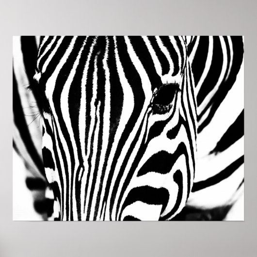 Zebra portret zwart-wit poster (Voorkant)