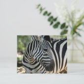 Zebra Pose Briefkaart (Staand voorkant)