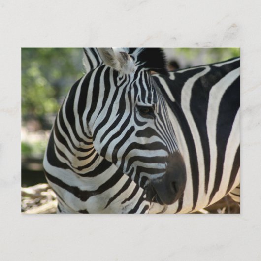 Zebra Pose Briefkaart (Voorkant)
