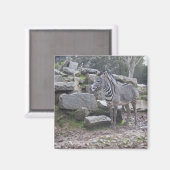 Zebra poseren magneet (Voorkant / Achterkant)